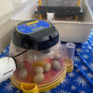 eggs in an incubator