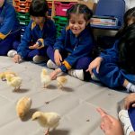 children looking at baby chicks